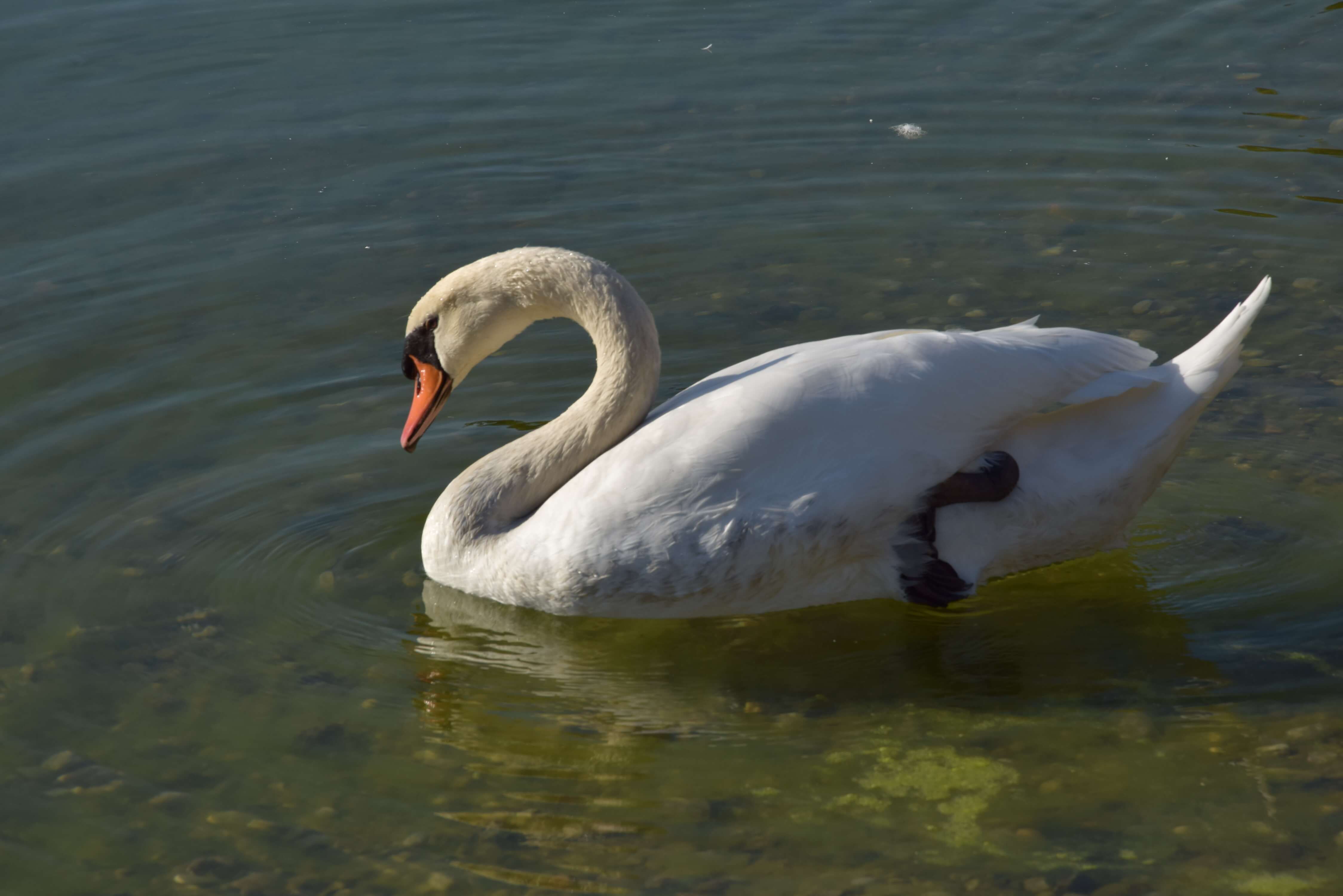 Mute Swan (Cygnus olor) – Kopacki rit, Eastern Croatia